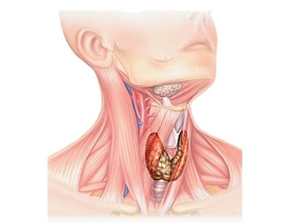 Illustration des menschlichen endokrinen Systems
